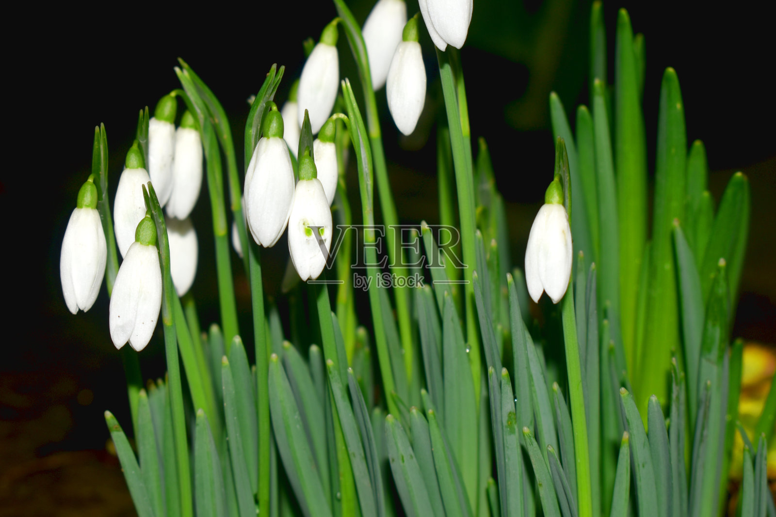 美丽的白色雪花花与绿叶在黑暗的背景特写。照片摄影图片