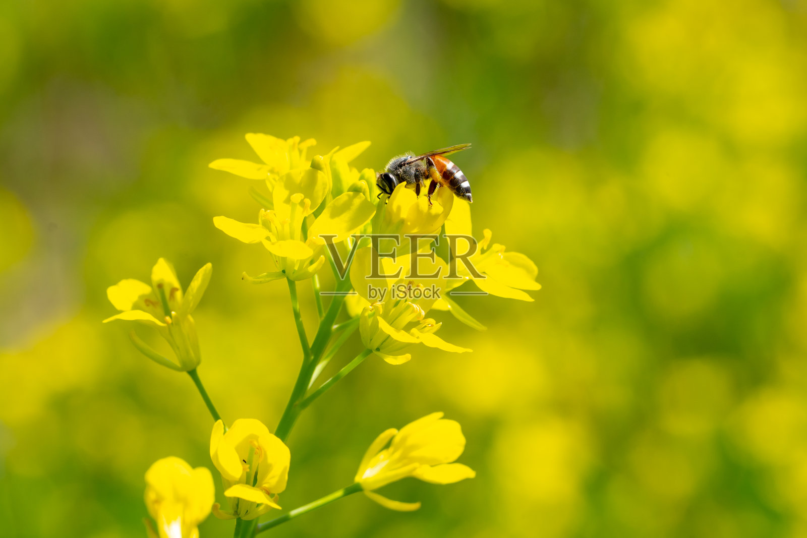 花园里黄花上的蜜蜂昆虫照片摄影图片