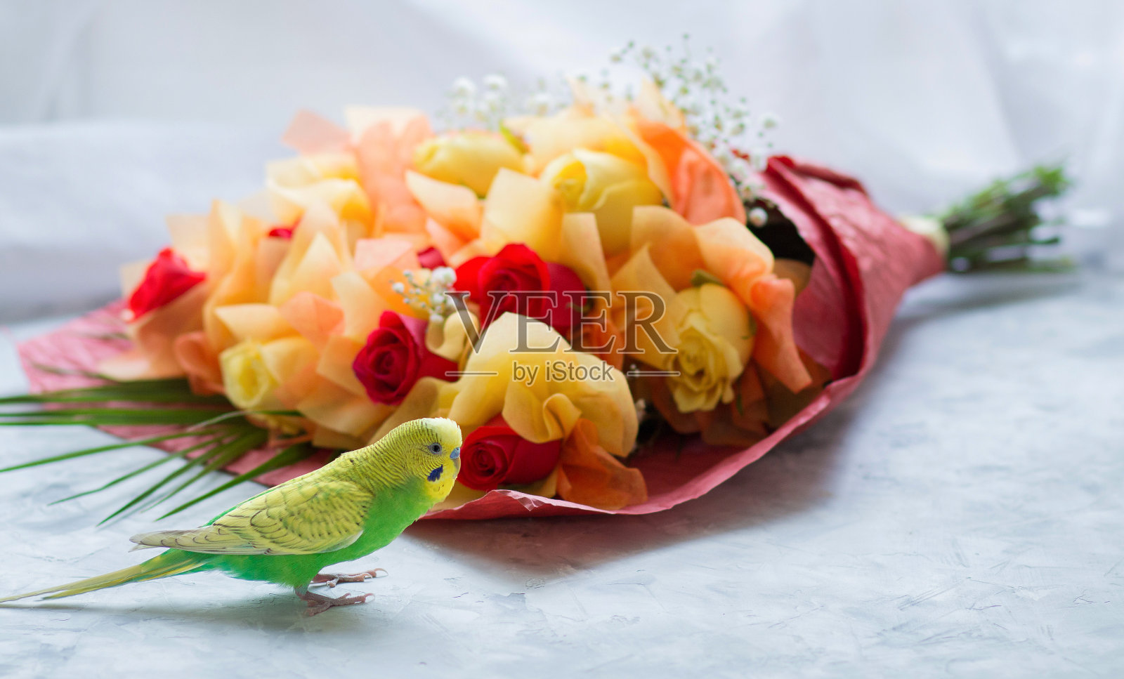 年轻的波浪鹦鹉和红黄玫瑰花束在白色的表面。前视图照片摄影图片