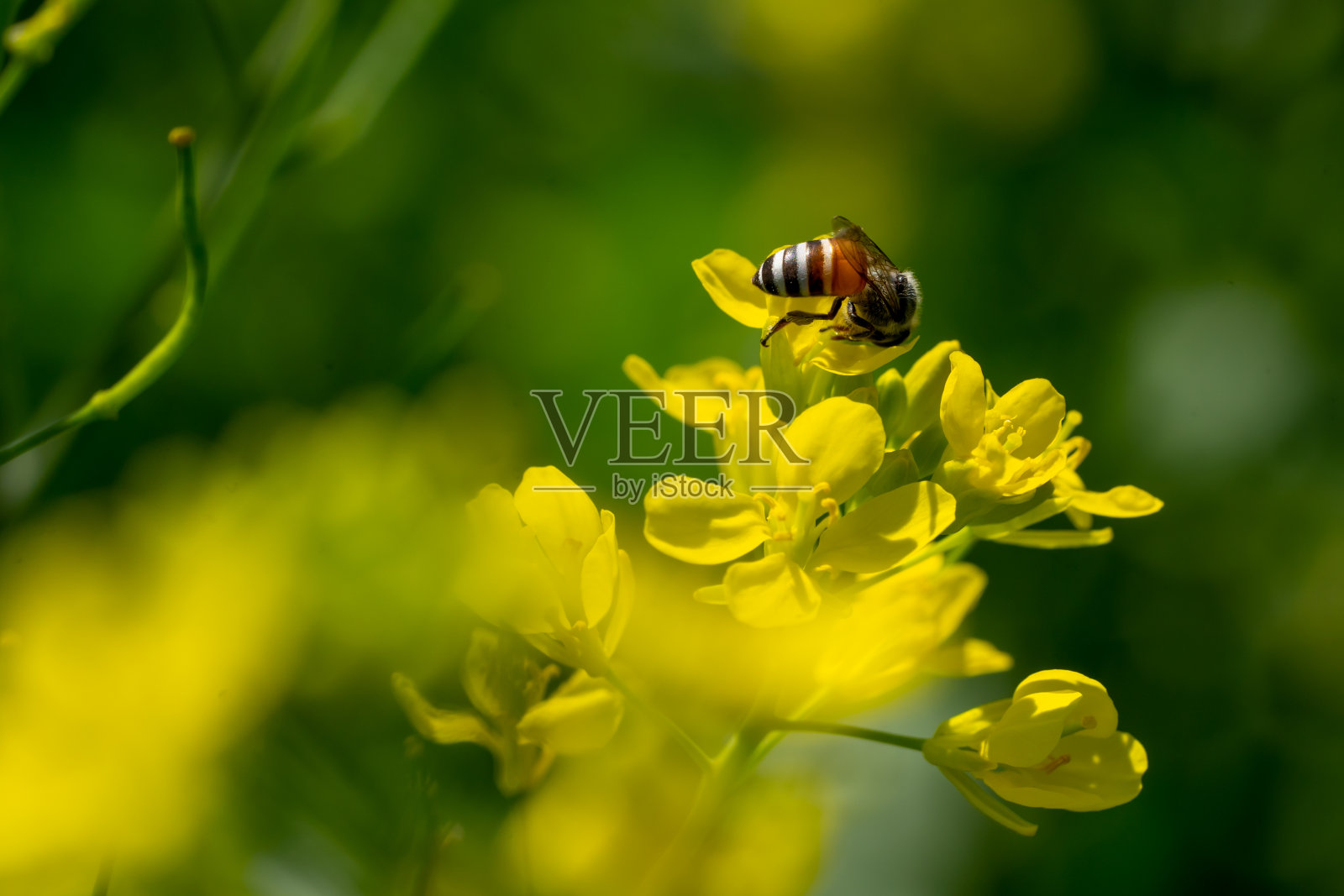 花园里黄花上的蜜蜂昆虫照片摄影图片