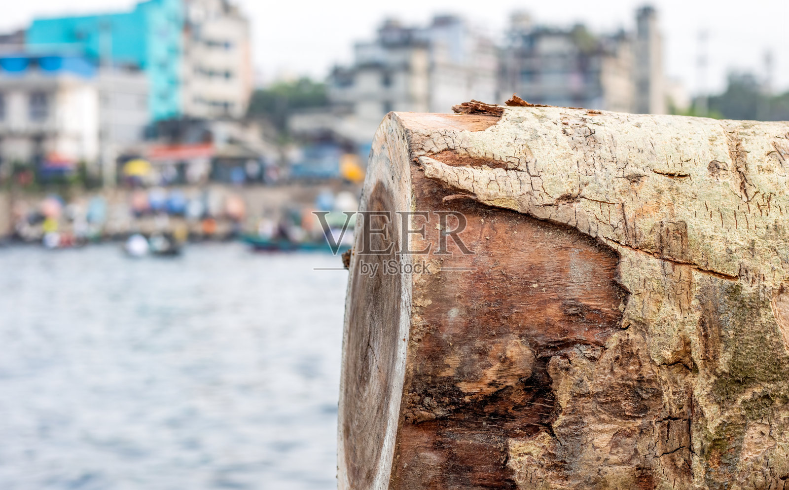 有选择地近距离聚焦河岸上的树干照片摄影图片