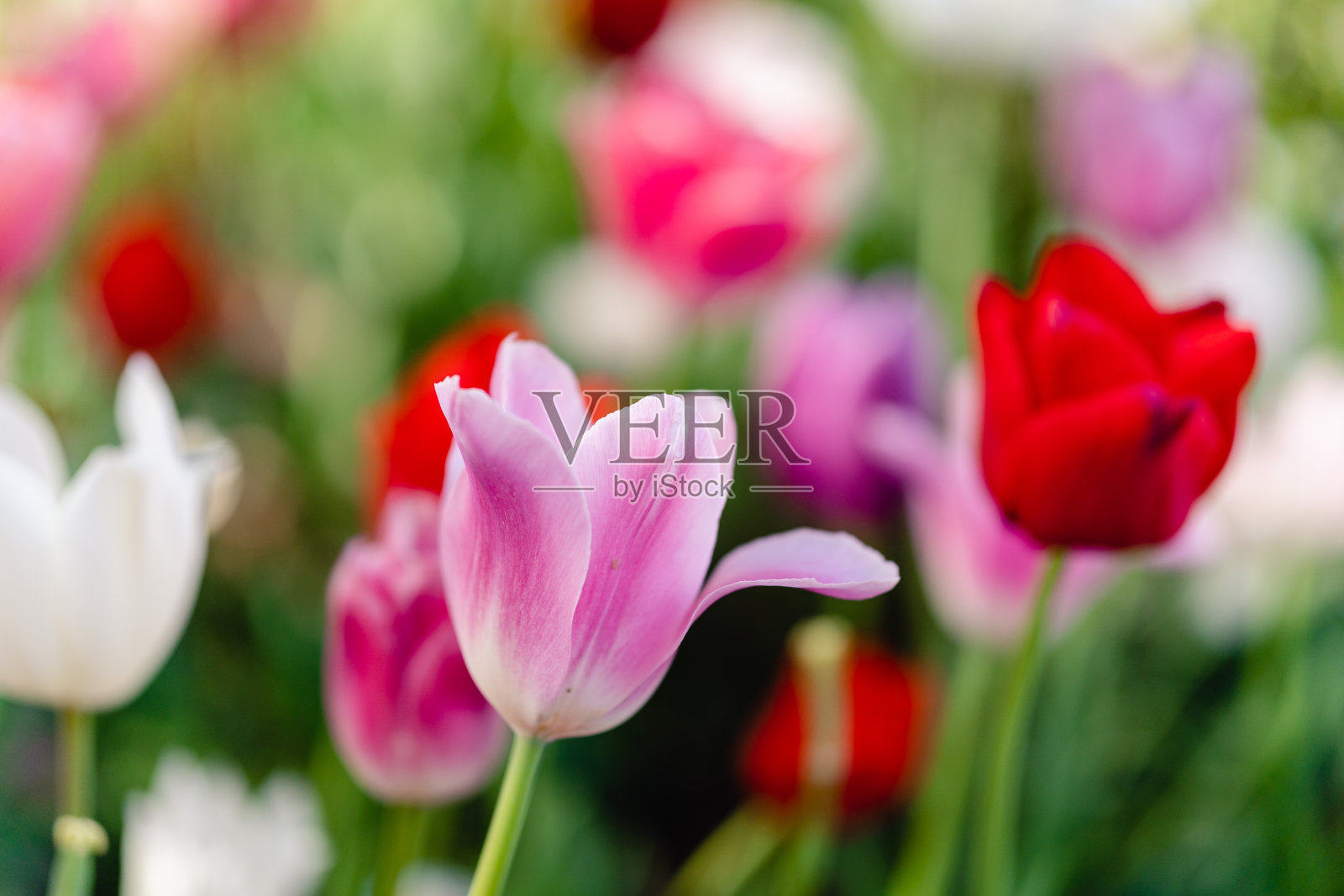 郁金香在春天盛开照片摄影图片