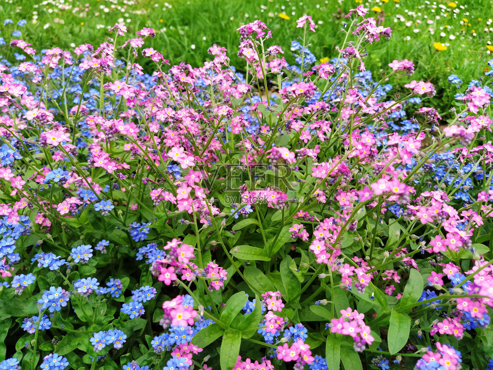 勿忘我。博拉金科有花的蓝粉色植物。勿忘草或蝎子草。用于装饰草坪和花坛的花。花园景观照片摄影图片