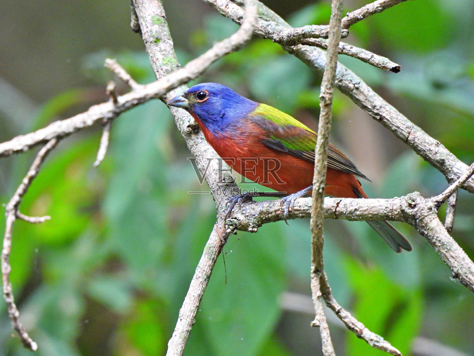画眉雀(画眉雀)-雄性栖息在树枝上照片摄影图片