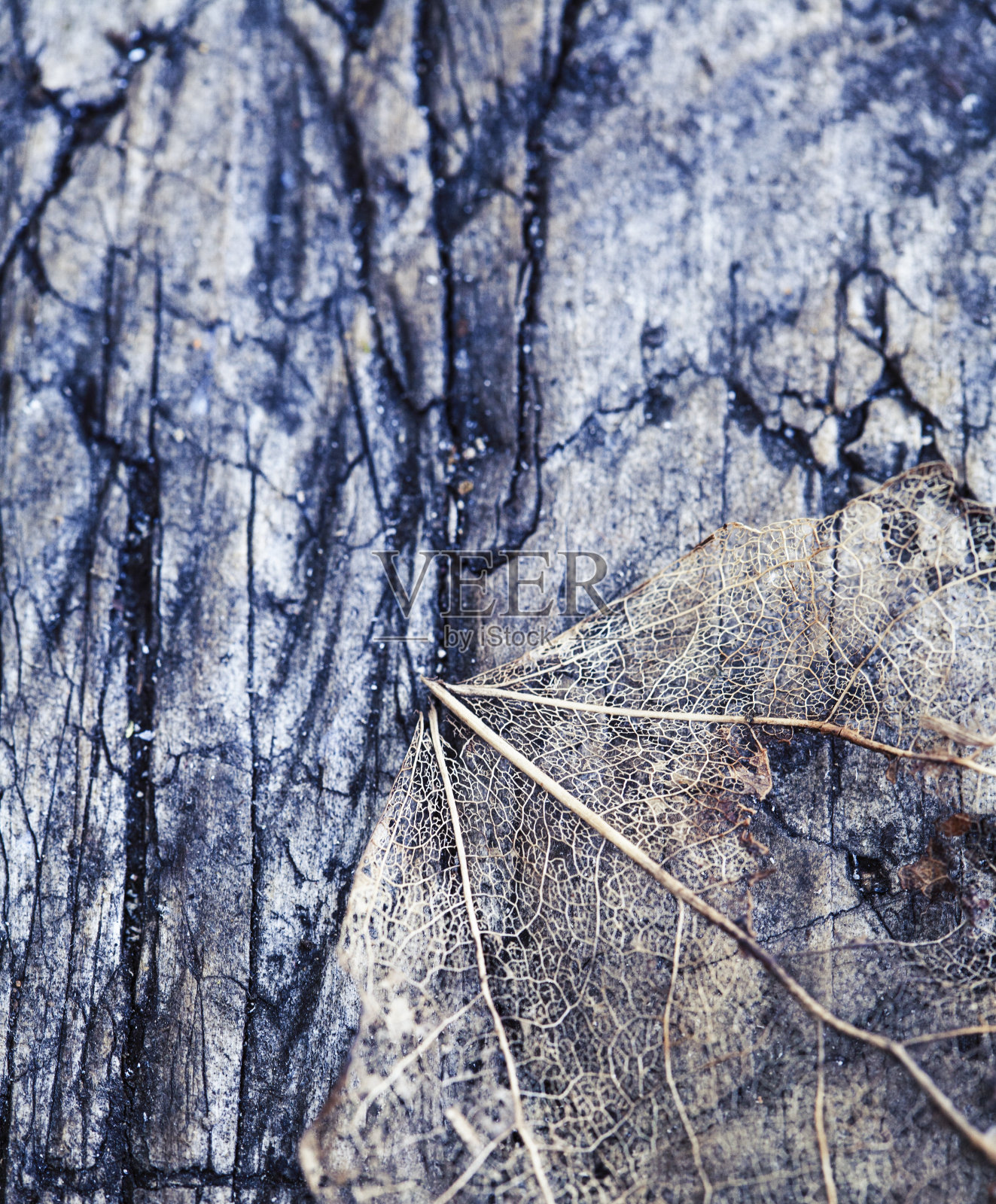 深色木头上的老树叶骨架，上面有虫子，自然纹理接近照片摄影图片