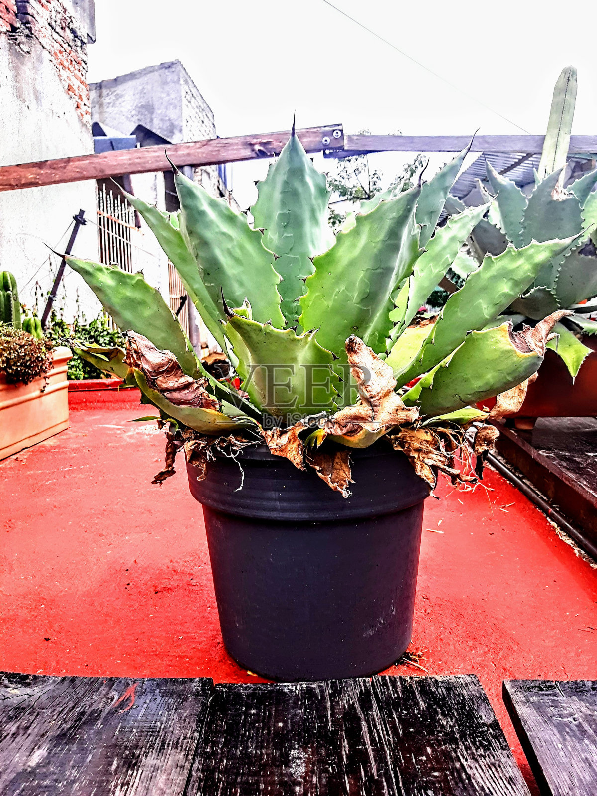 瓦哈卡市五彩缤纷的屋顶花园照片摄影图片