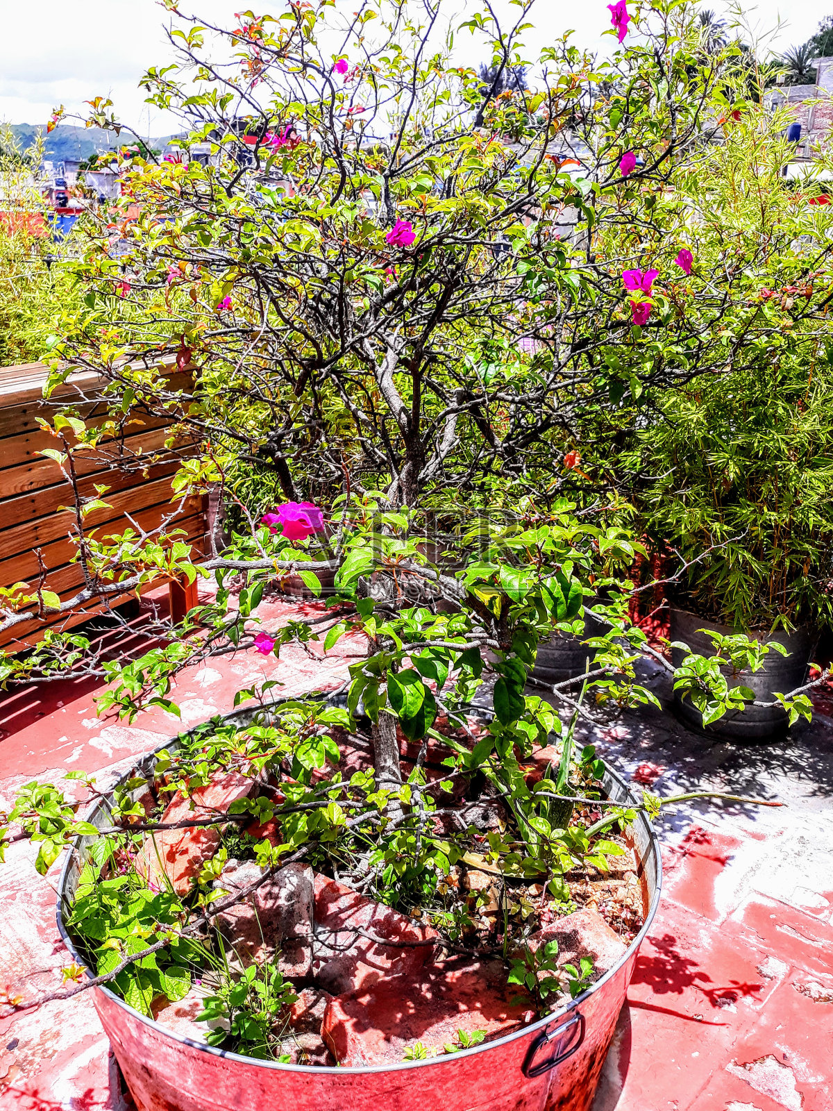 瓦哈卡市五彩缤纷的屋顶花园照片摄影图片