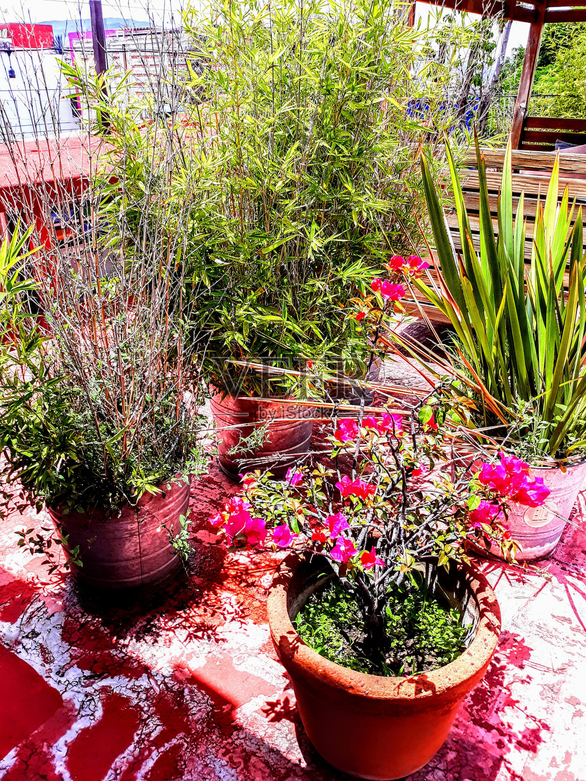 瓦哈卡市五彩缤纷的屋顶花园照片摄影图片