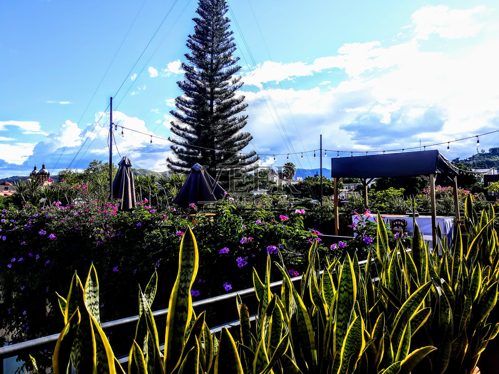 屋顶的花园照片摄影图片