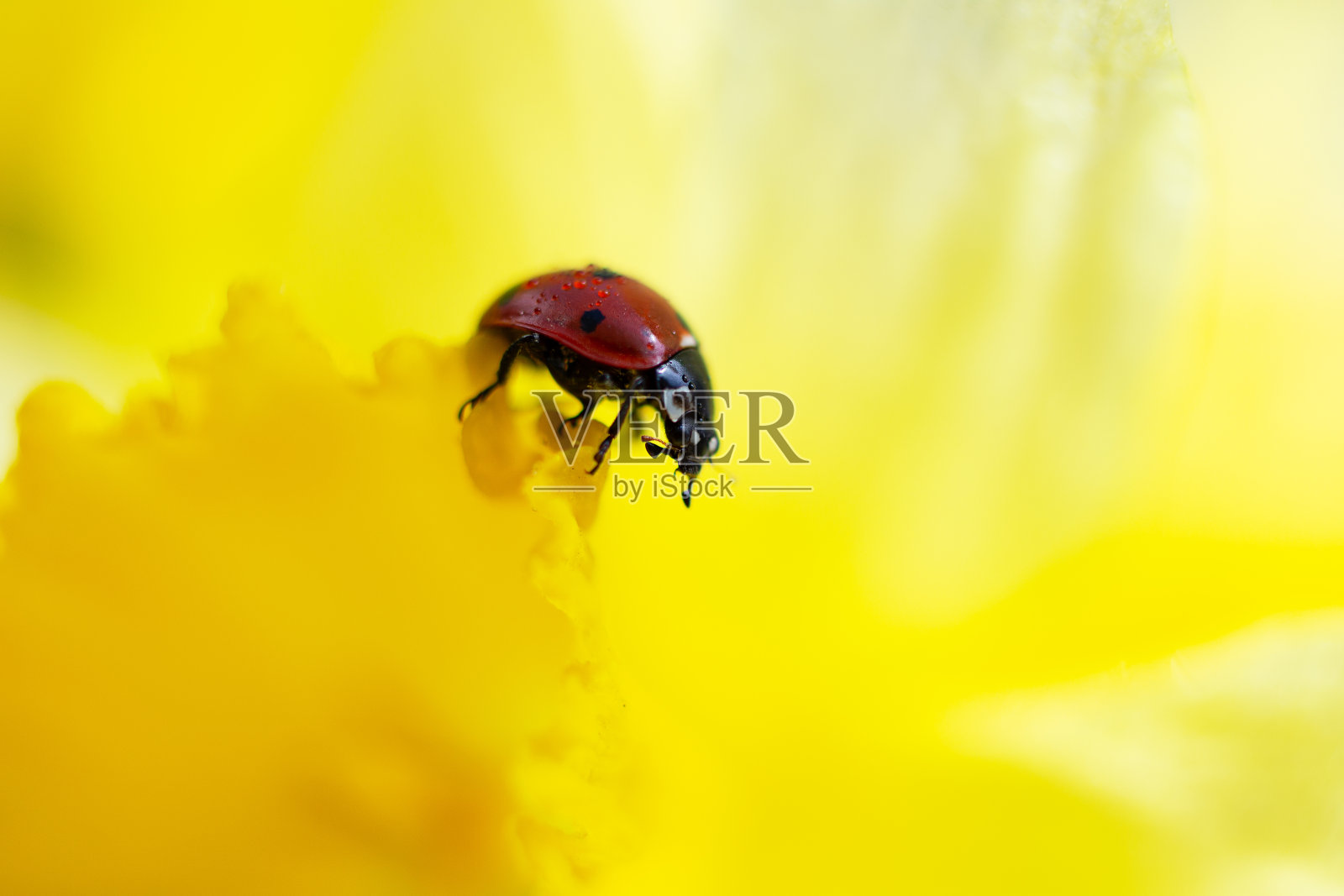 黄色花瓣上瓢虫的特写摄影。春天的概念。照片摄影图片