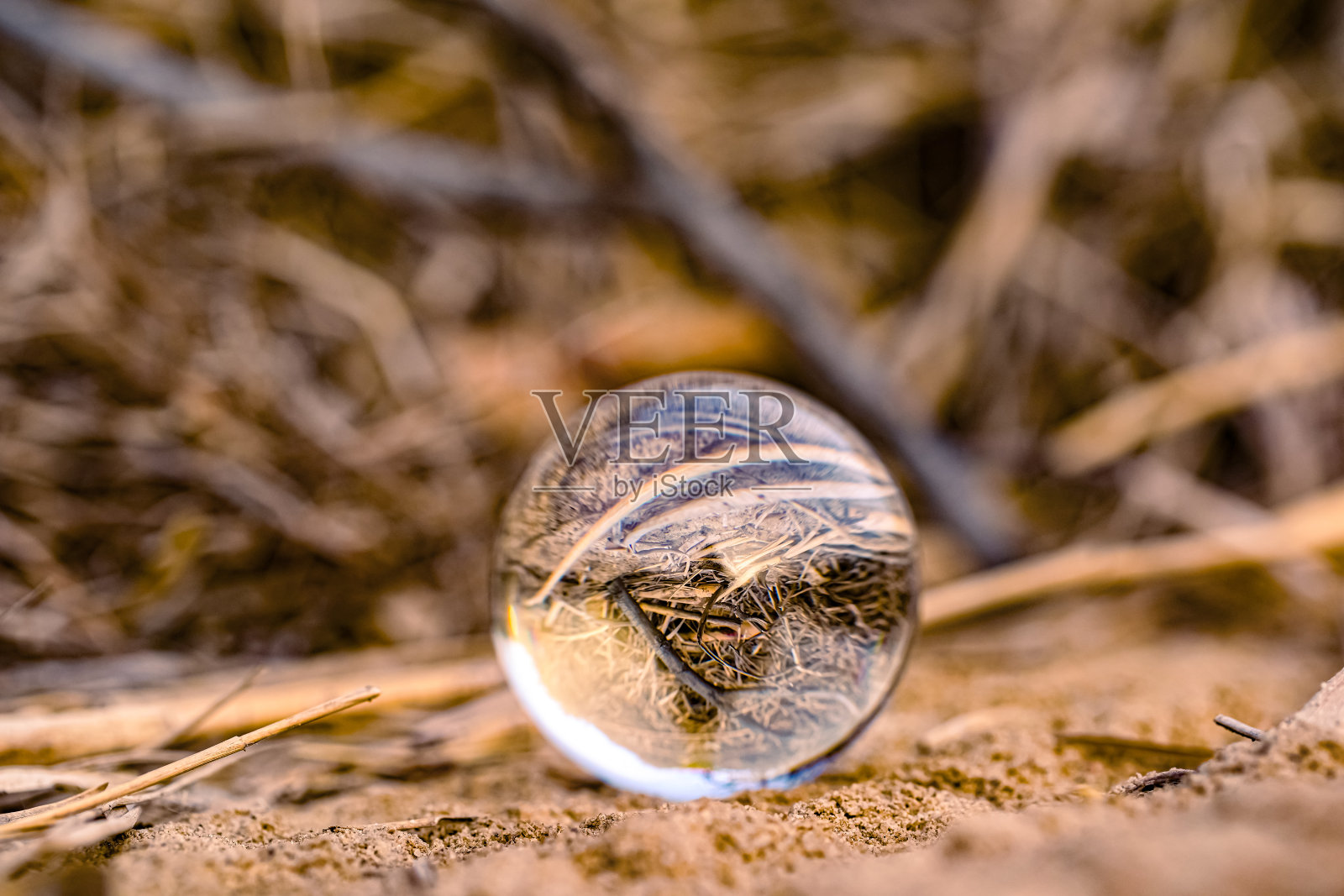 树林景观照片摄影图片