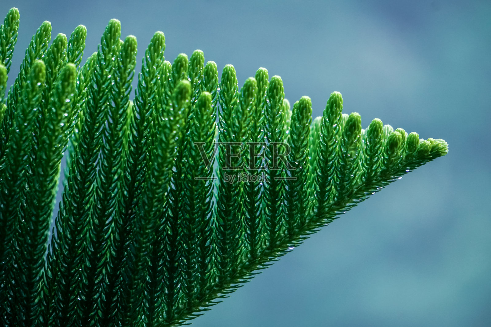 诺福克岛松照片摄影图片