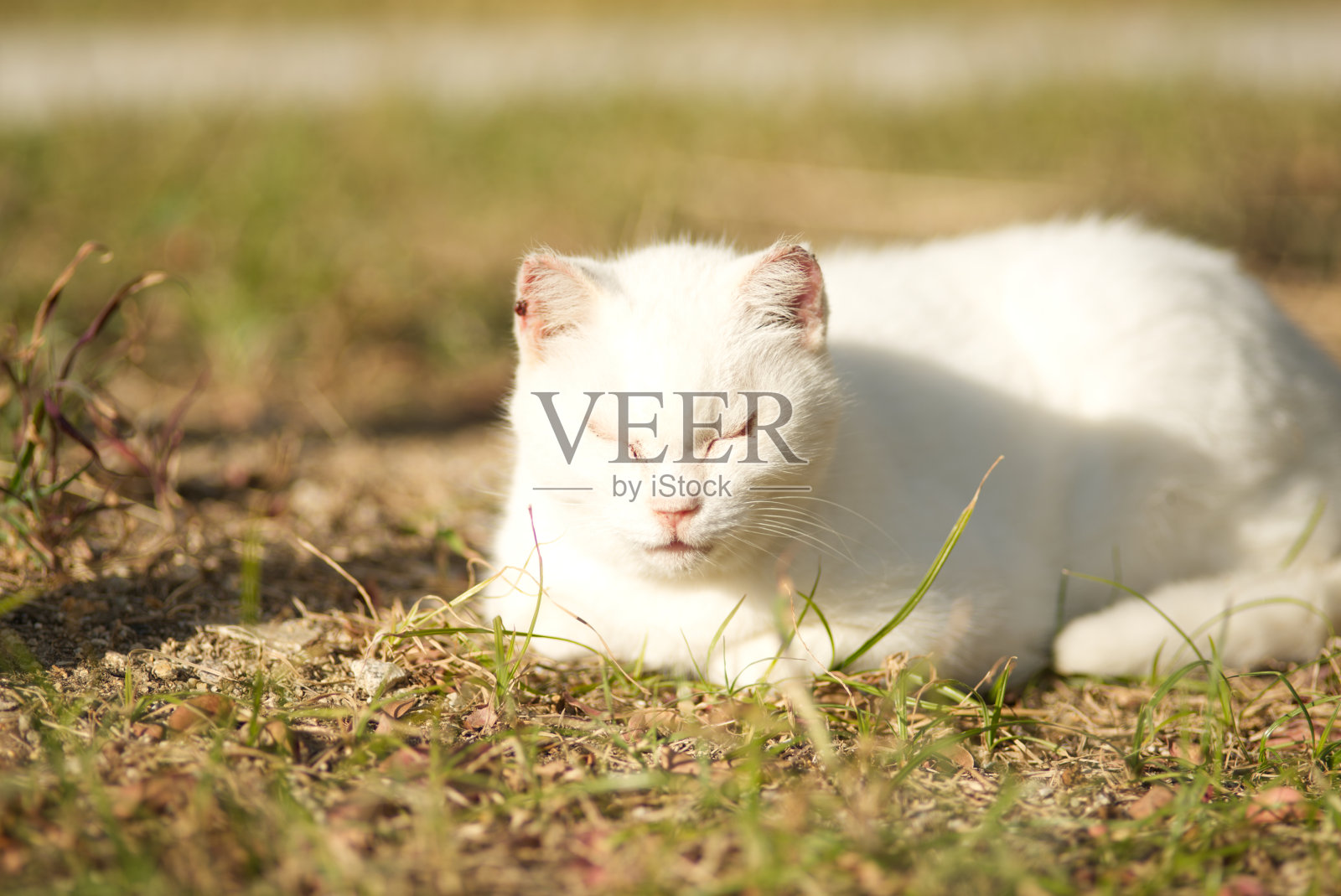 猫照片摄影图片