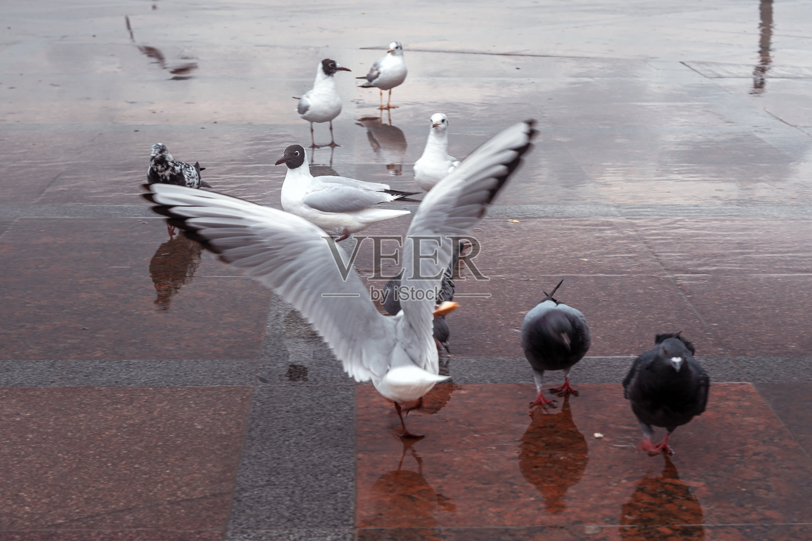 雨后塞瓦斯托波尔河堤上的海鸥和鸽子。克里米亚照片摄影图片