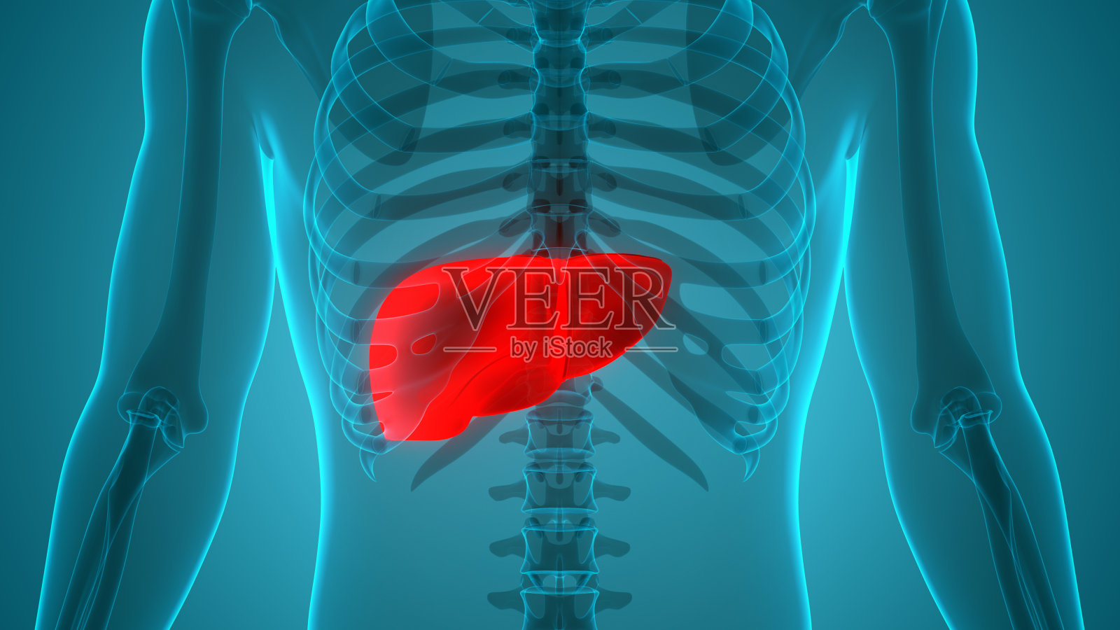 人体内部消化器官及肝脏解剖照片摄影图片