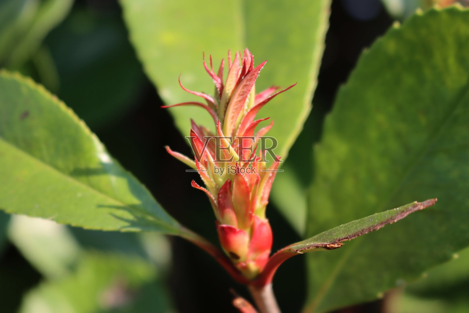 春天红叶石楠新叶的特写照片摄影图片