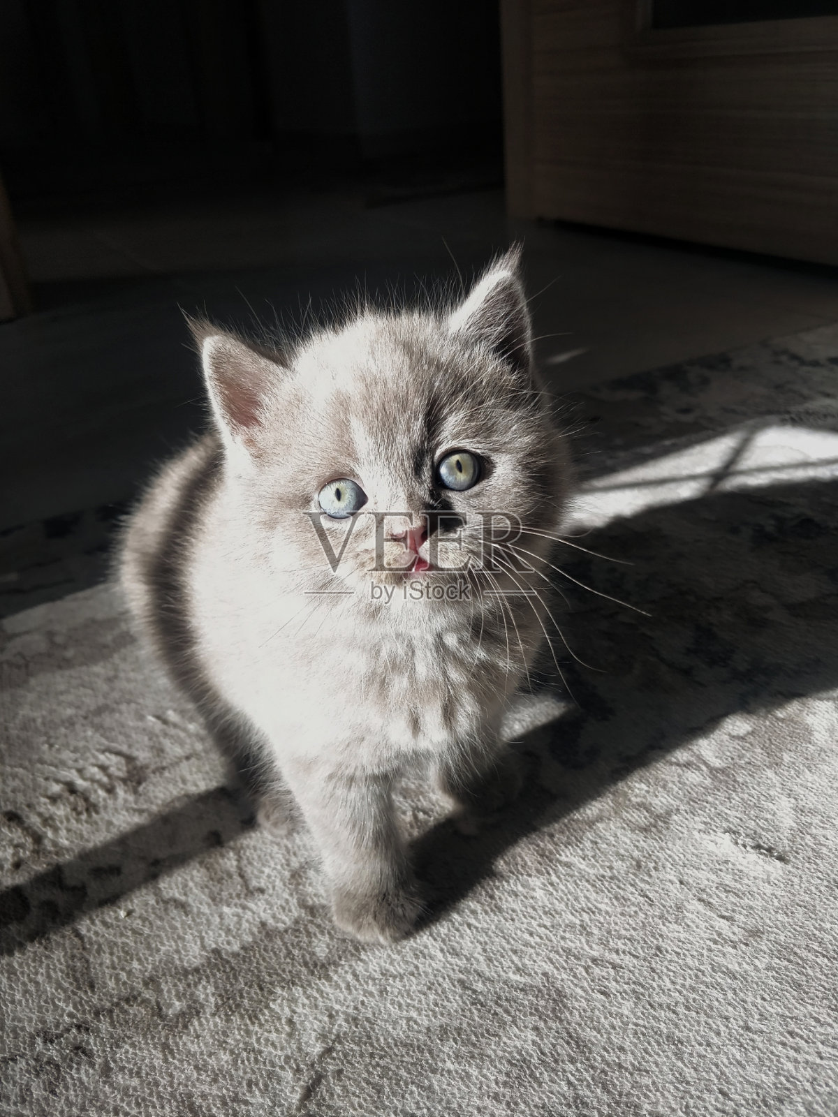 阳光下可爱的英国短毛小猫照片摄影图片