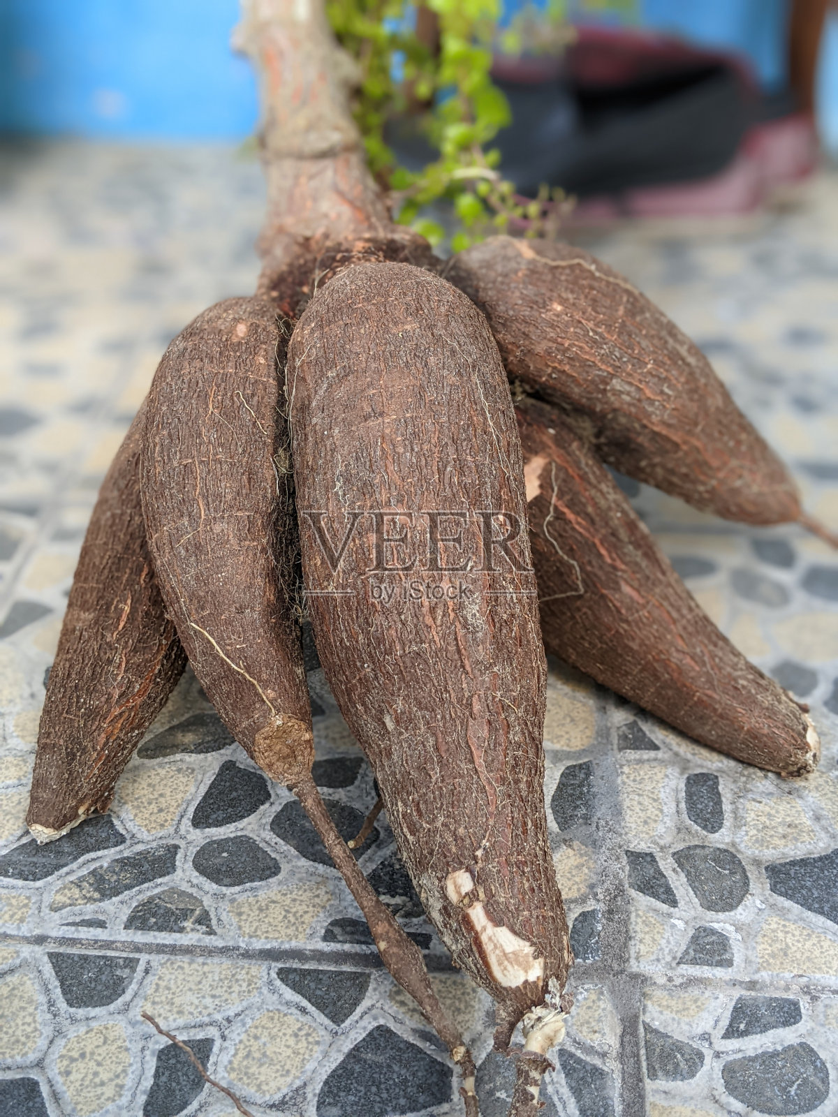 木薯照片摄影图片