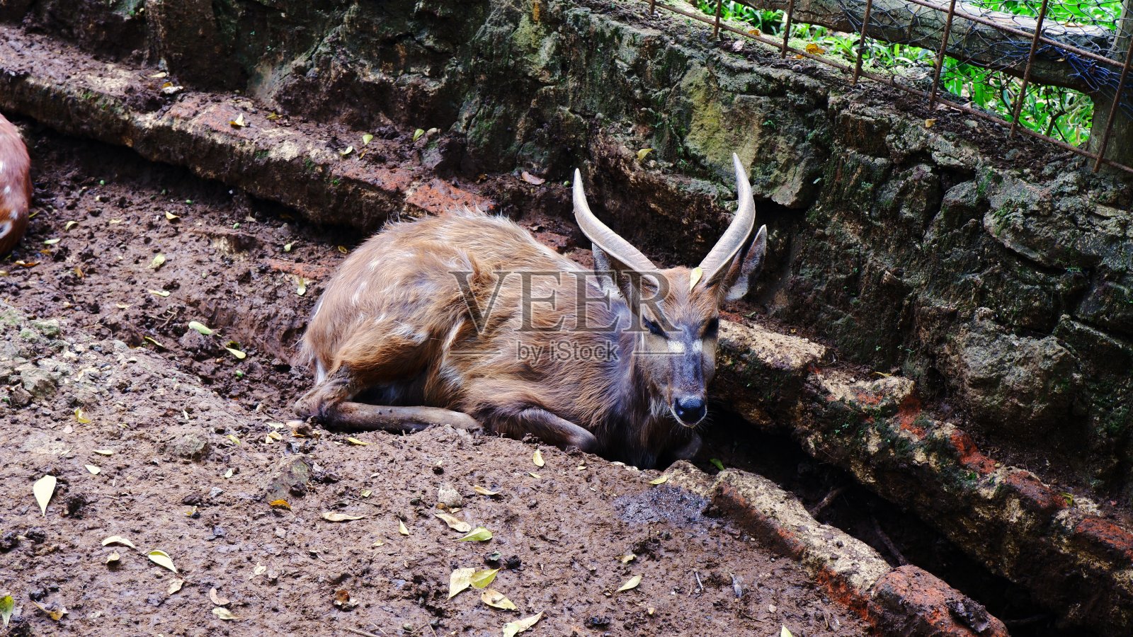 雄性西非Sitatunga, Tragelaphus spekei gratus照片摄影图片