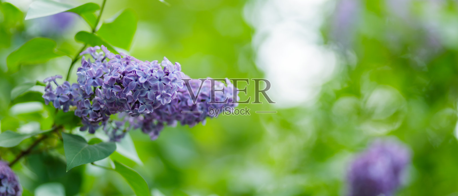 开着丁香花的枝条。春天的紫丁香花在模糊的背景上。自然背景。本空间照片摄影图片