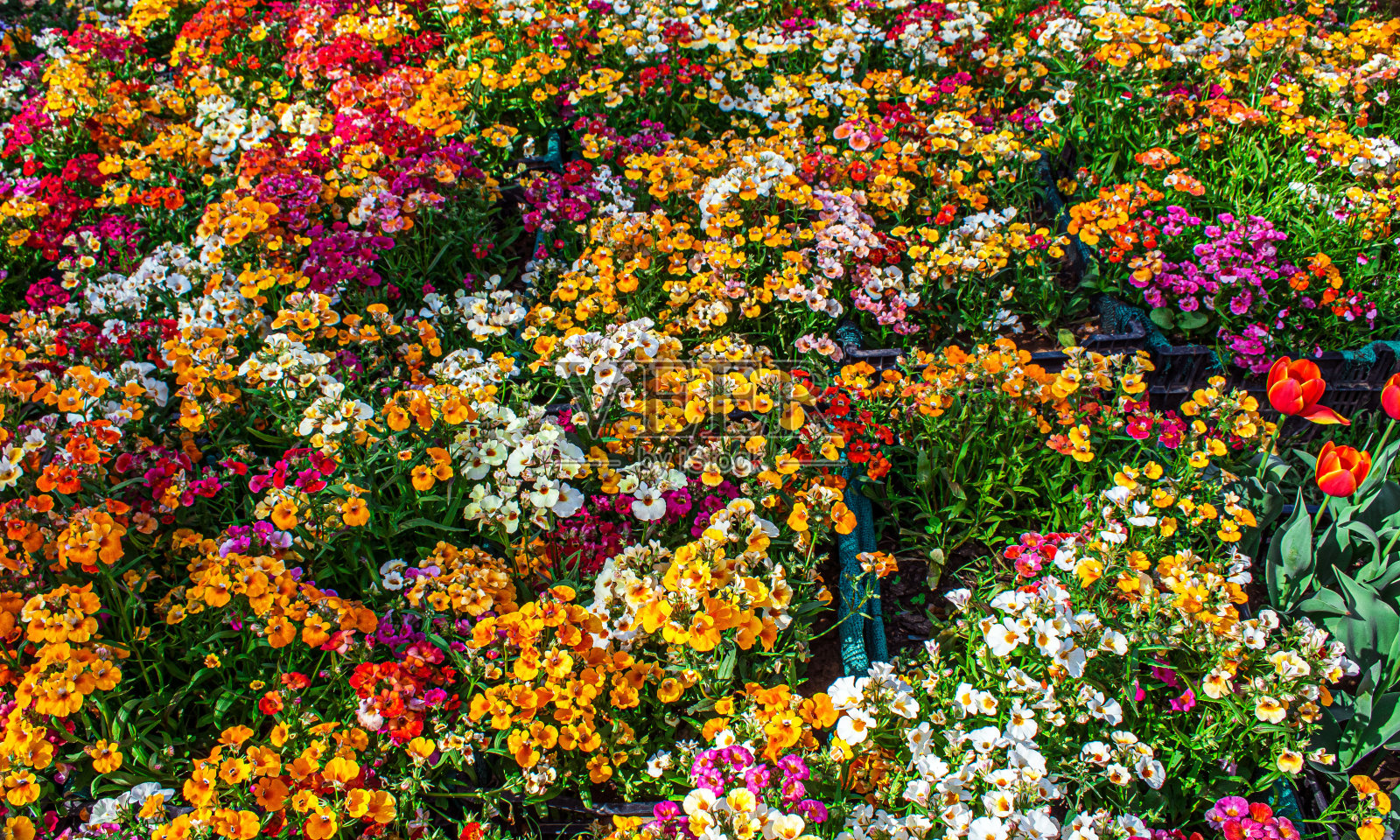 斯利那加克什米尔的郁金香花园的美丽景色照片摄影图片