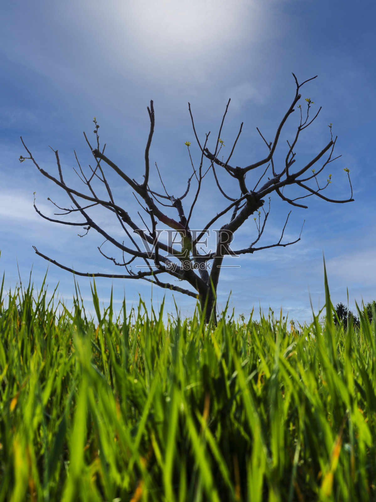 春天的公园照片摄影图片