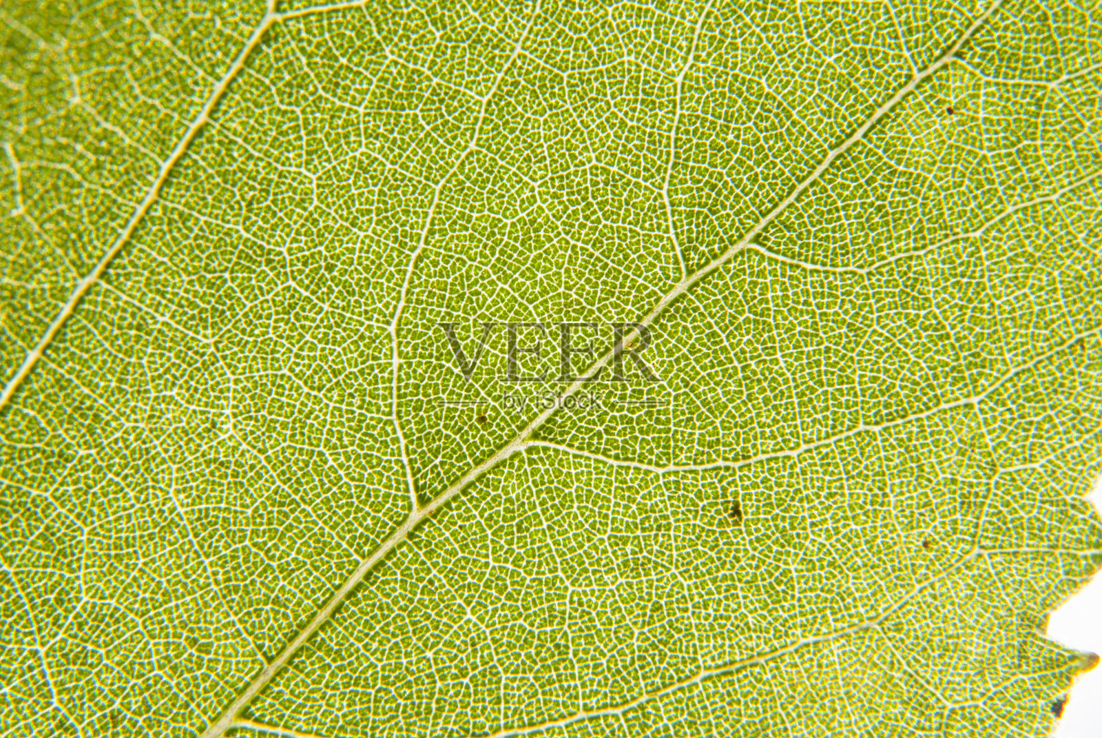 叶结构照片摄影图片