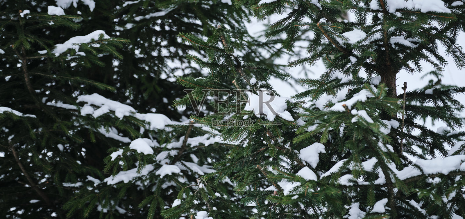 常绿植物是森林里的活云杉。简约的横幅。针叶树与雪特写。照片摄影图片
