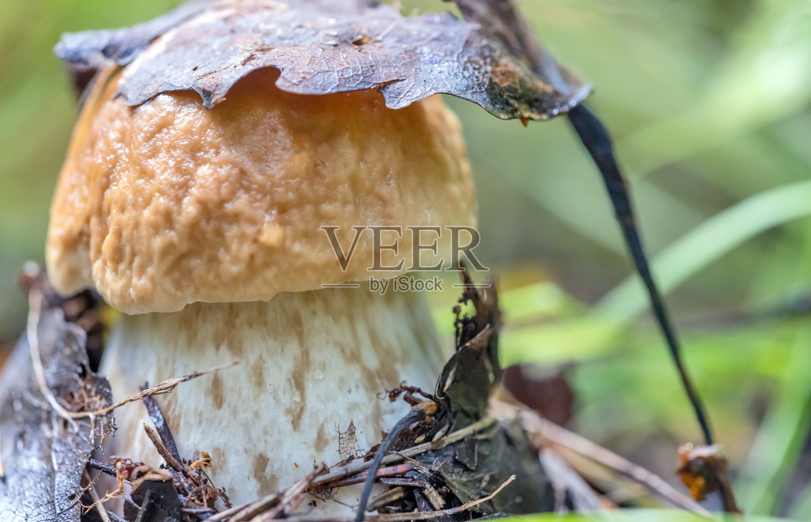 森林里的小蘑菇照片摄影图片