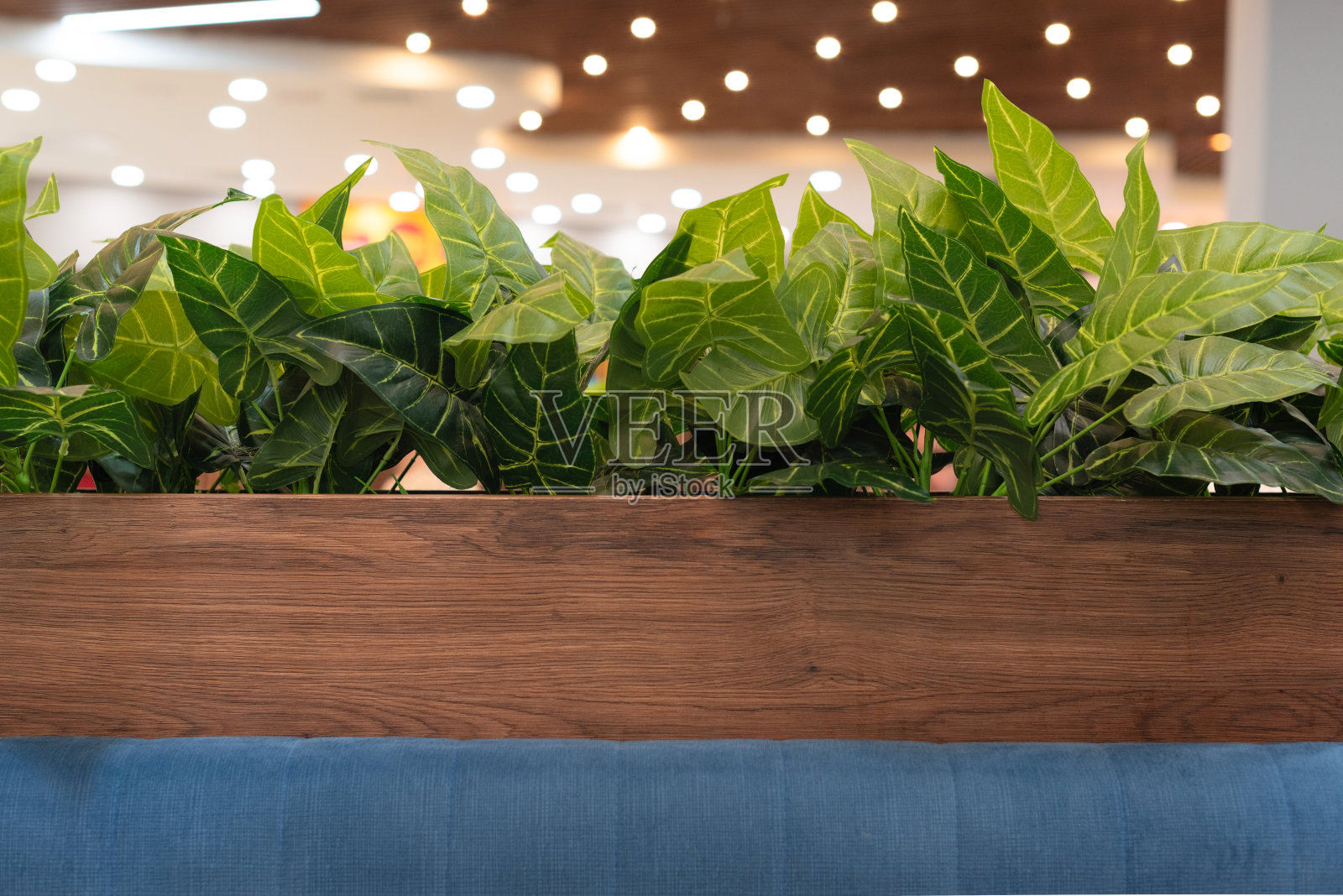 购物中心咖啡馆的绿色植物背景，散焦光散焦照片摄影图片