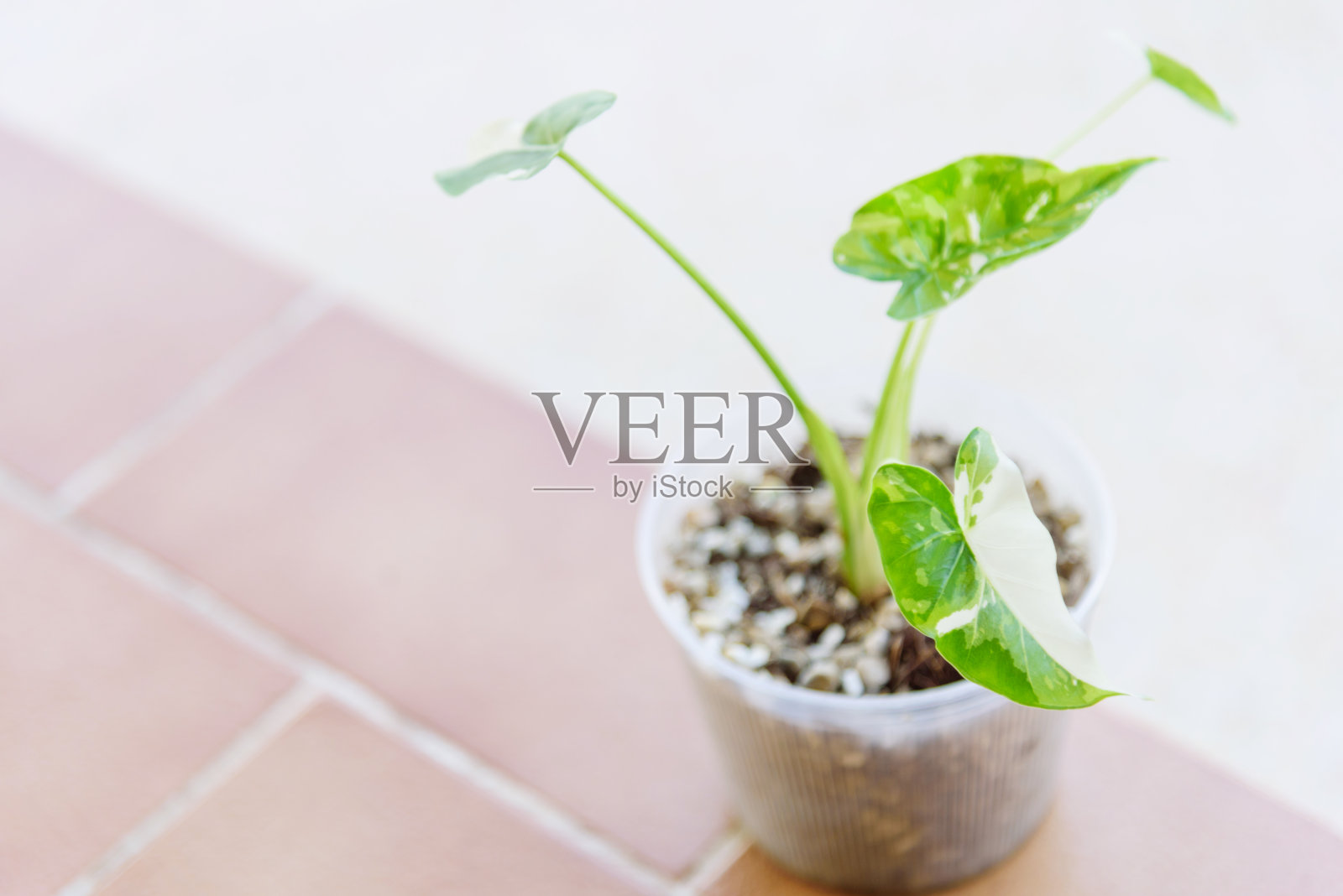 茶壶里的银的特写照片摄影图片