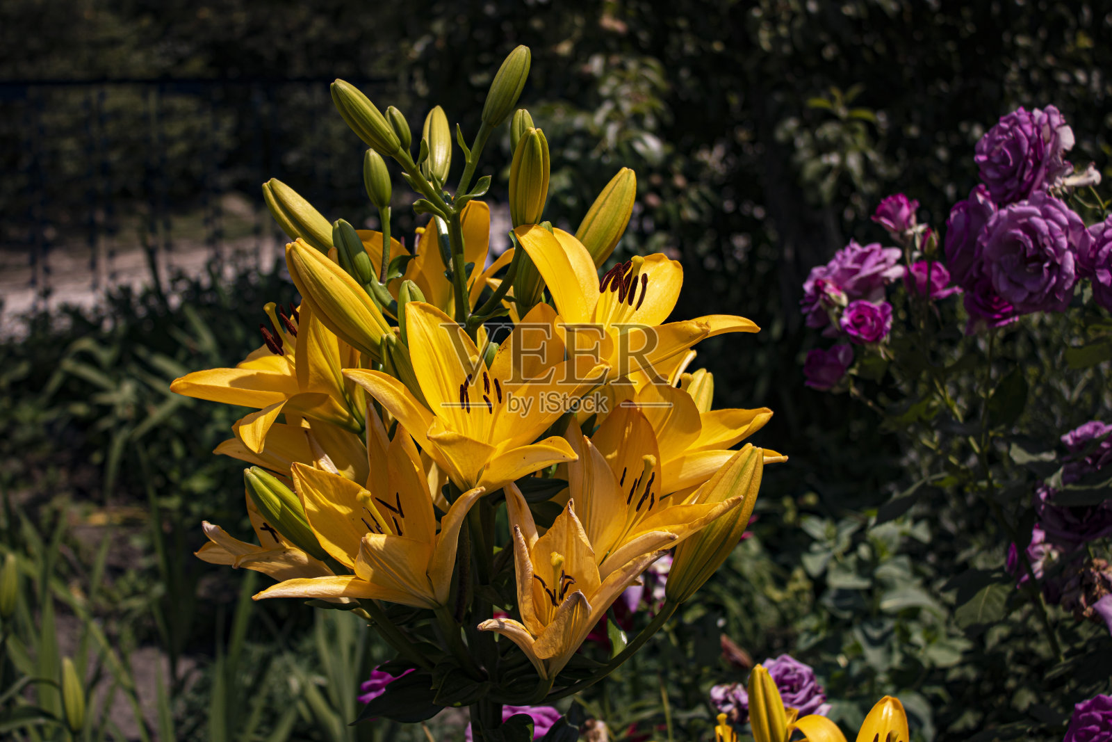 夏天花园里的黄色百合花照片摄影图片