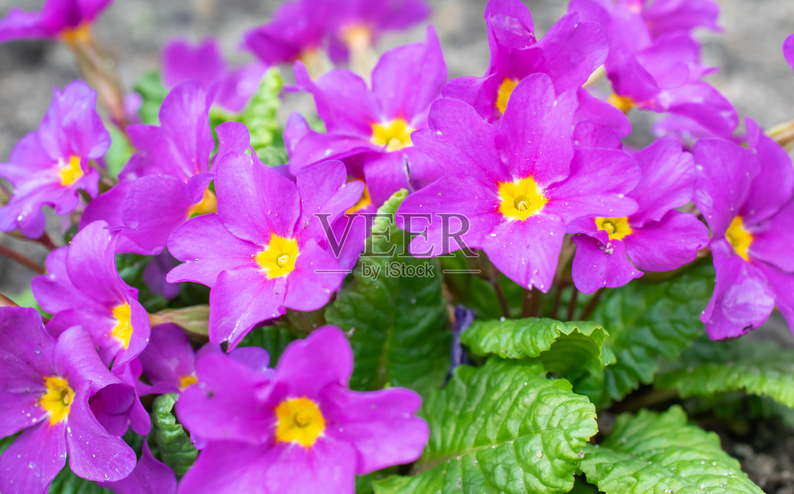 一丛春花，特写照片摄影图片