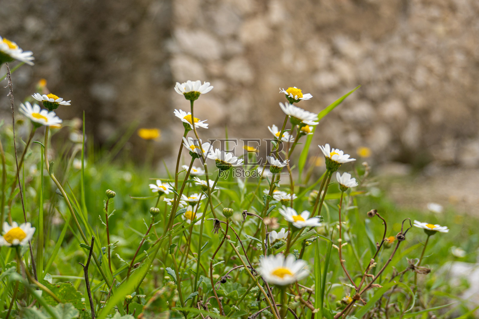 春天的野雏菊。照片摄影图片
