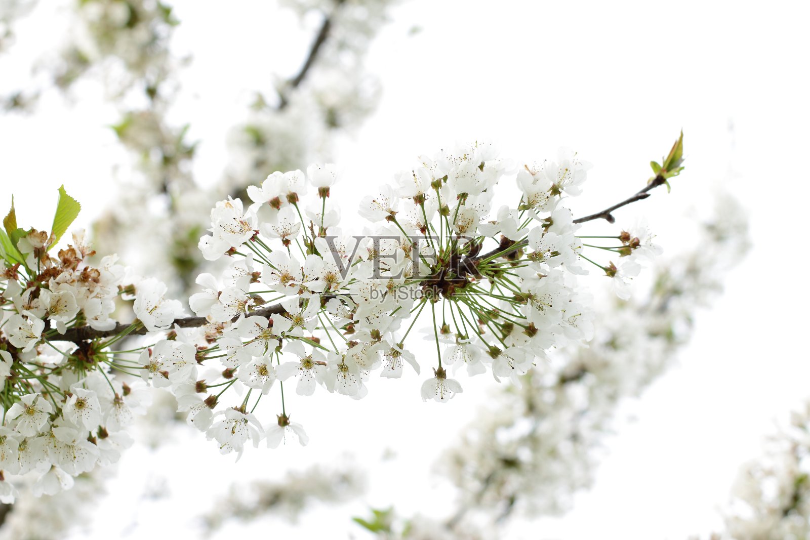 白色野生樱花枝，自然背景照片摄影图片