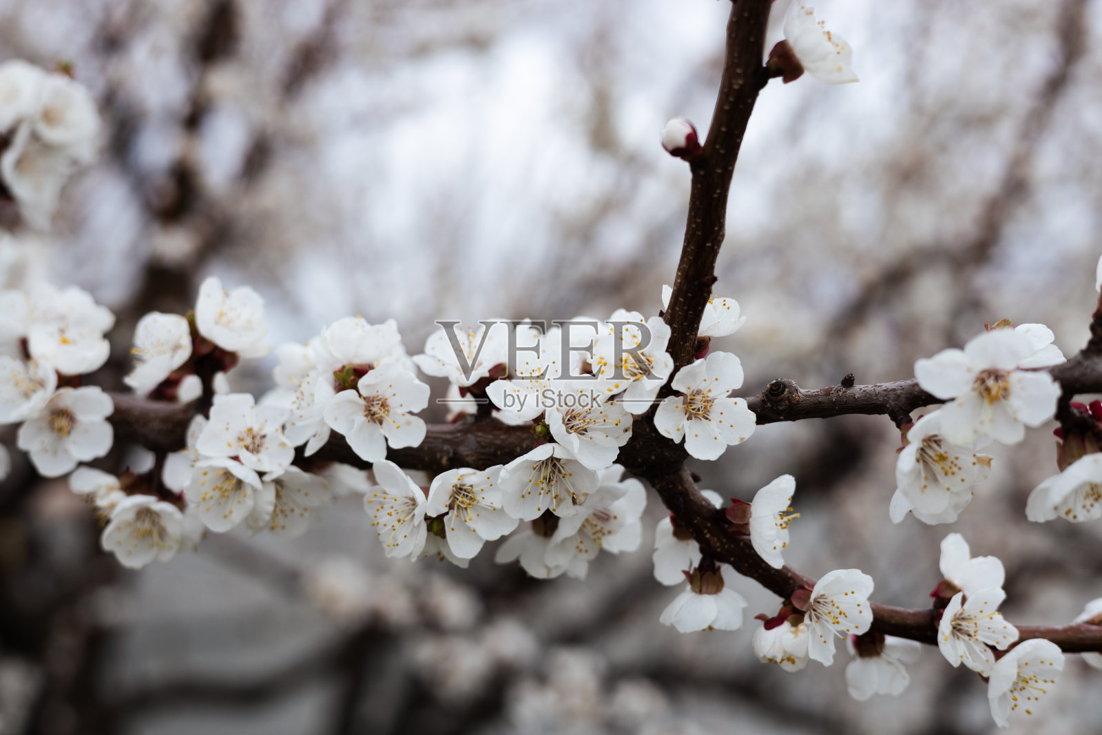 白花树照片摄影图片