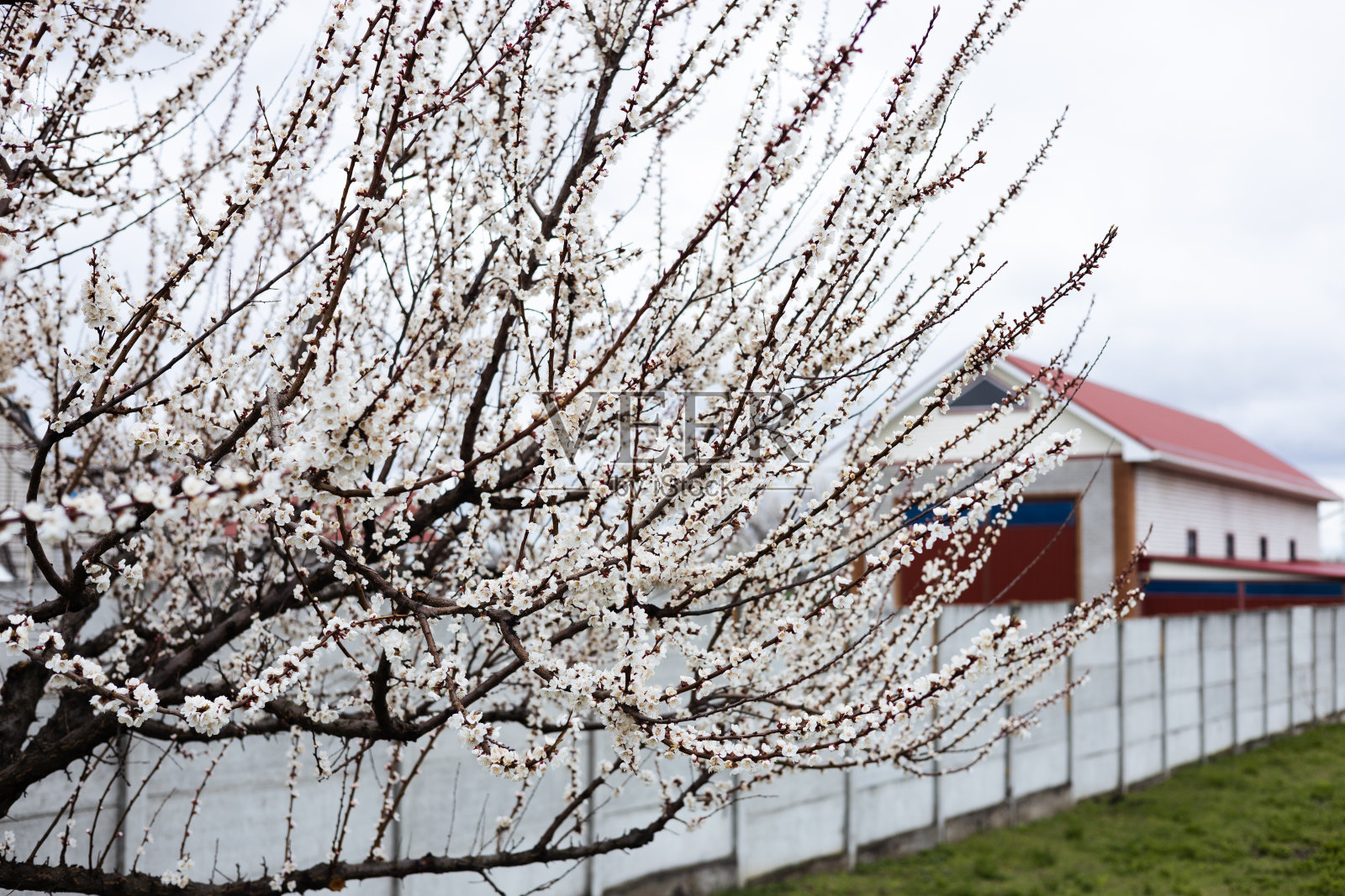 春季开花的树照片摄影图片