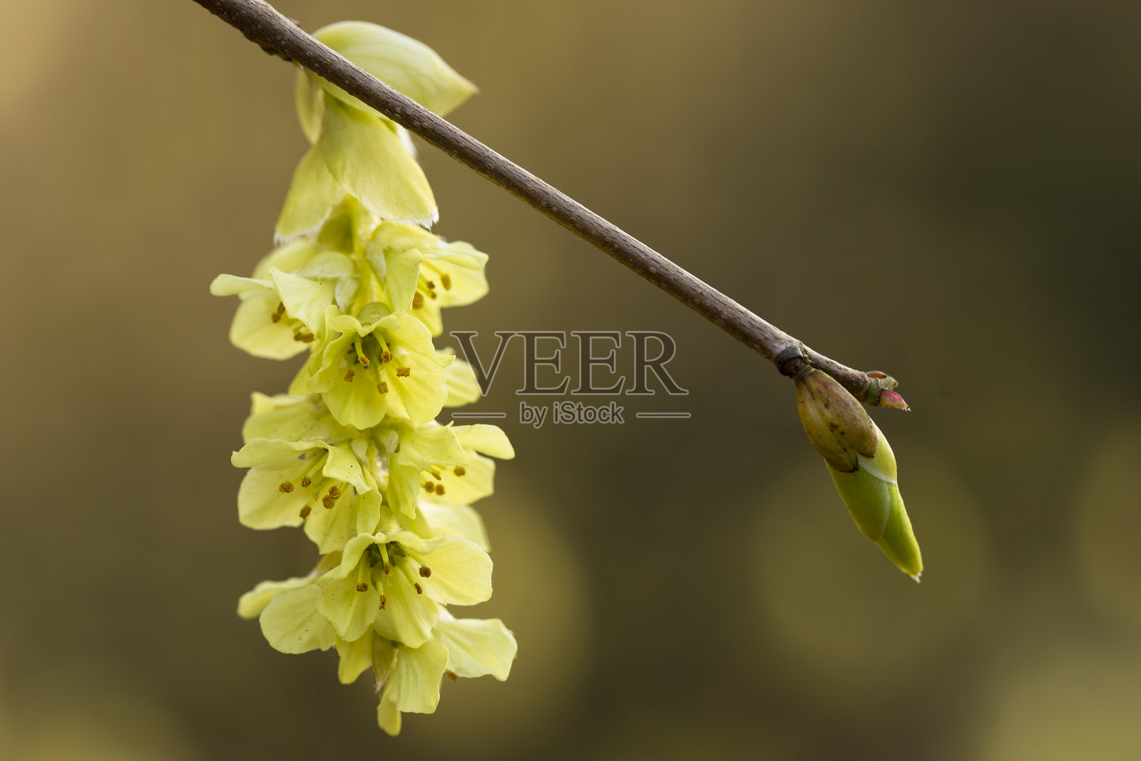 开花的冬季榛子(榛榛属)，花淡黄。照片摄影图片