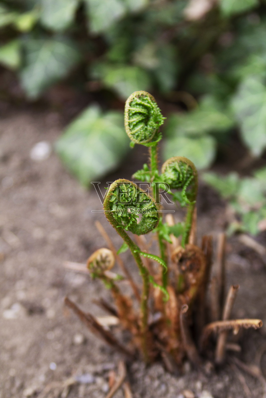 摩尔多瓦，春天花园中开放的蕨类植物叶子。春天的蕨类植物和常春藤。照片摄影图片