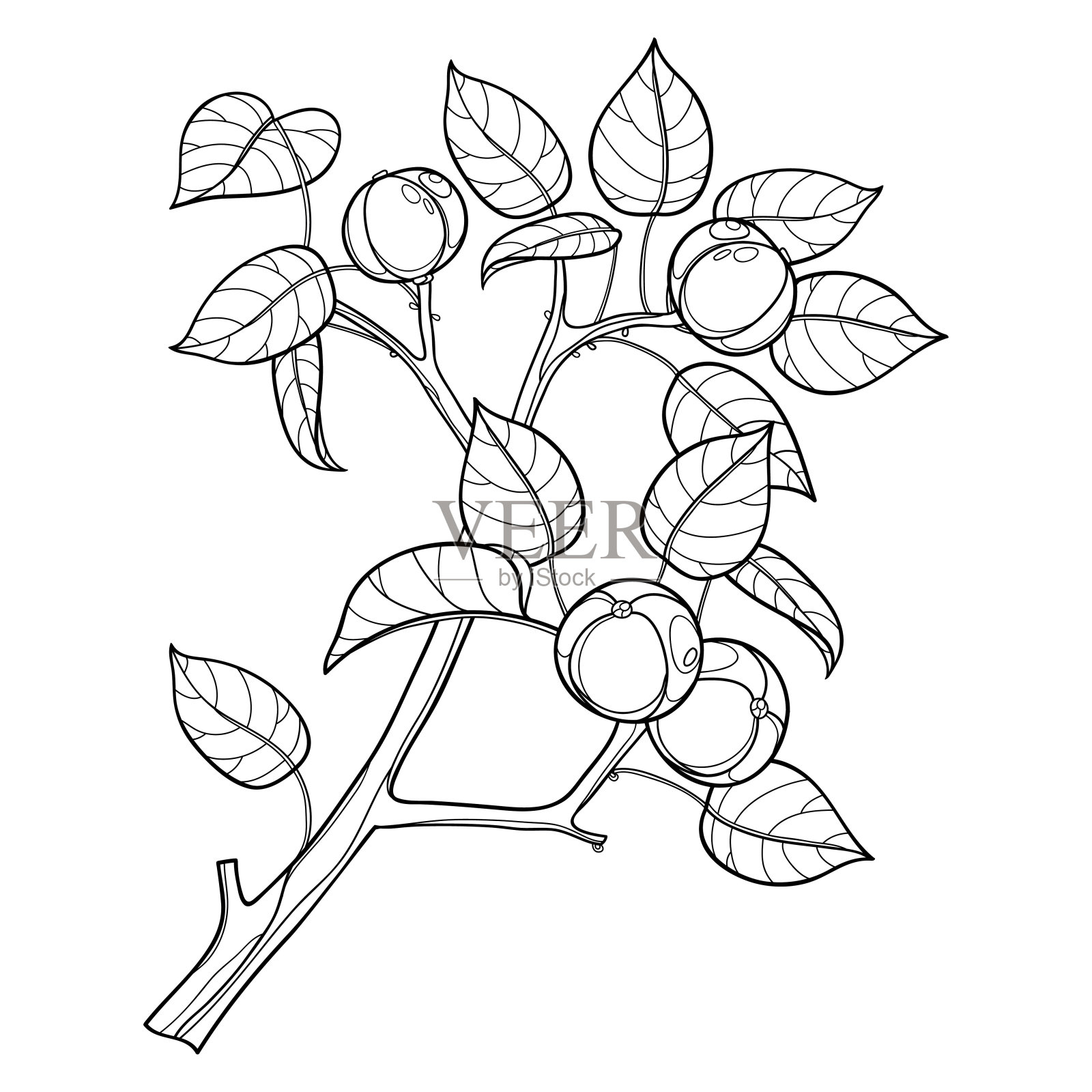 轮廓有毒的番石榴树的分枝或在黑色孤立在白色背景上。插画图片素材