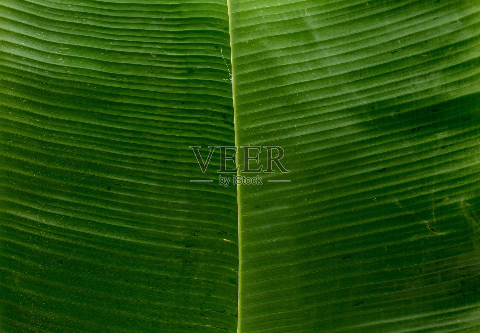 香蕉叶子背景照片摄影图片