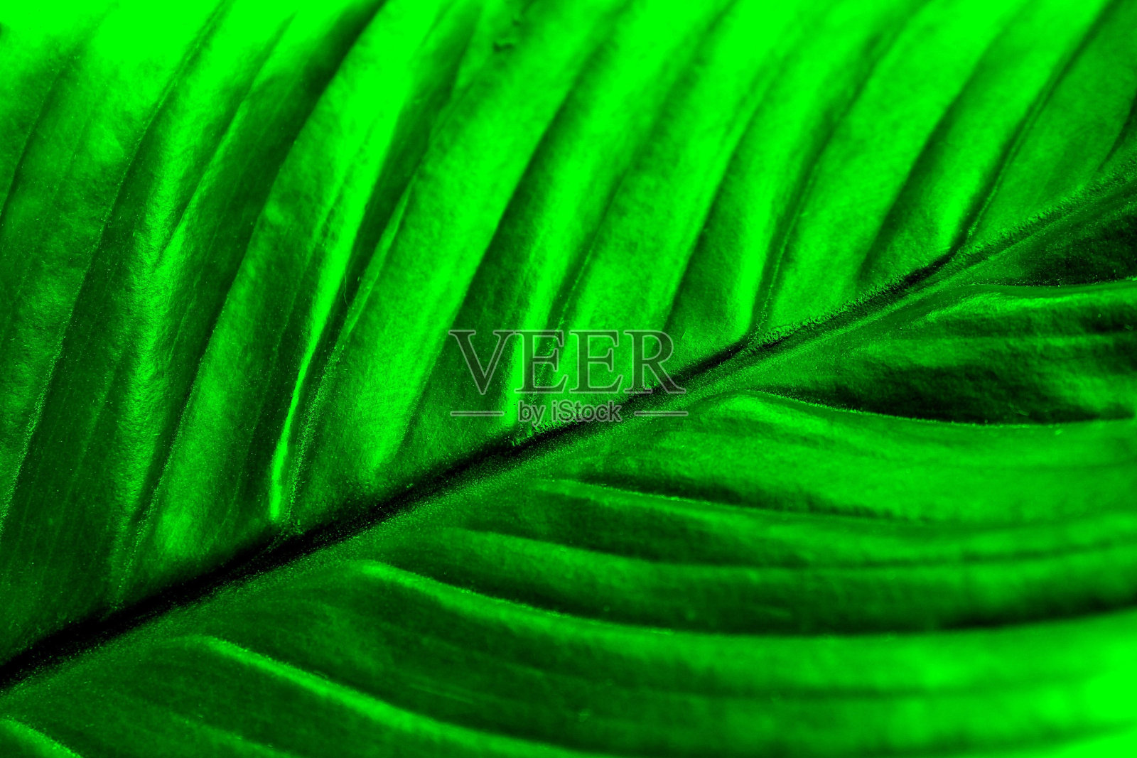 一种植物的叶子近距离的绿色明亮的颜色。照片摄影图片