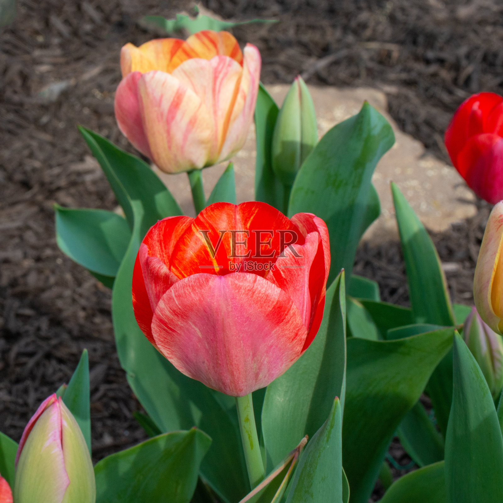 美丽的春天郁金香——印第安纳州霍华德县照片摄影图片