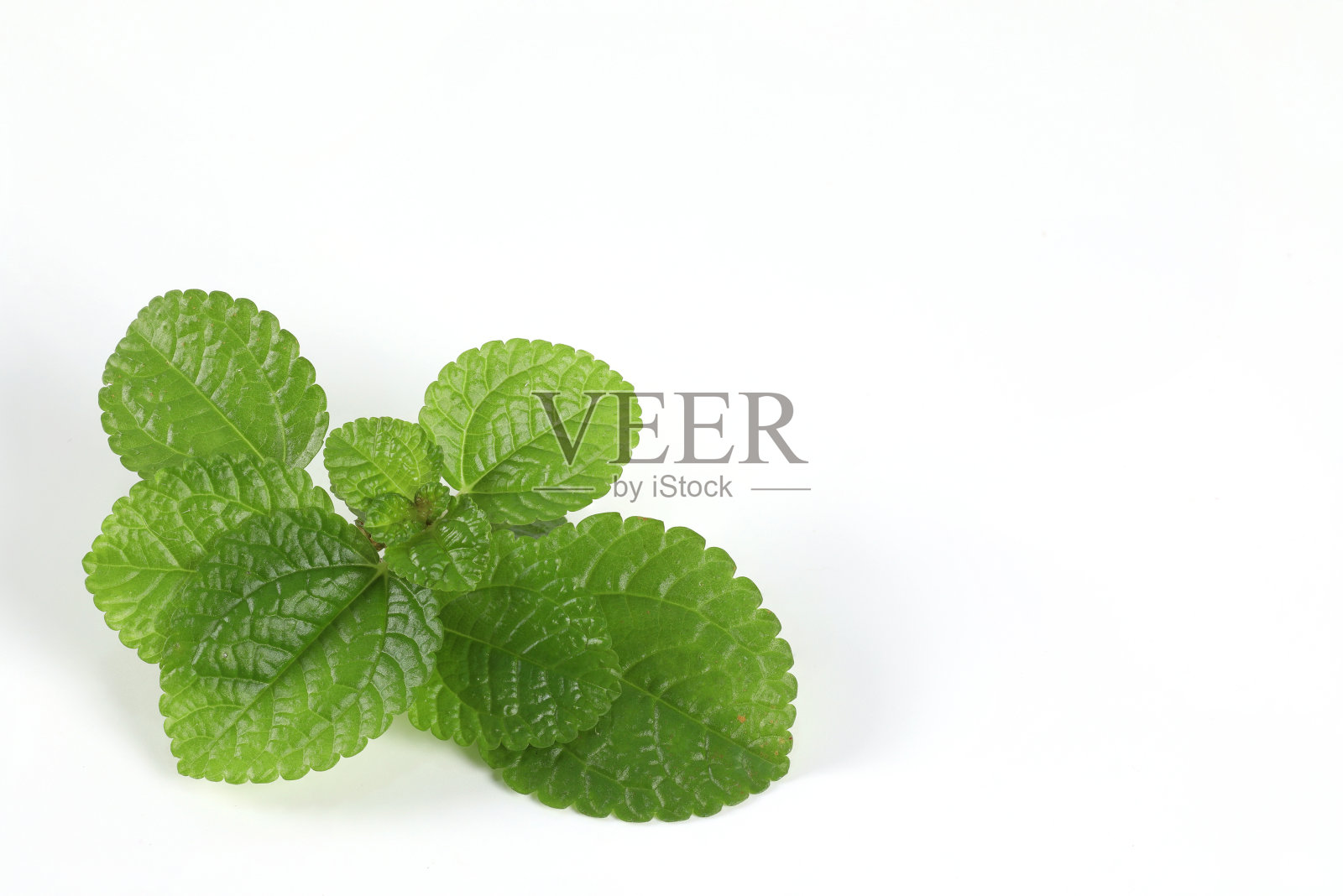 白色背景上薄荷叶的特写。，绿色草药帮助滋养皮肤的新鲜气味。照片摄影图片