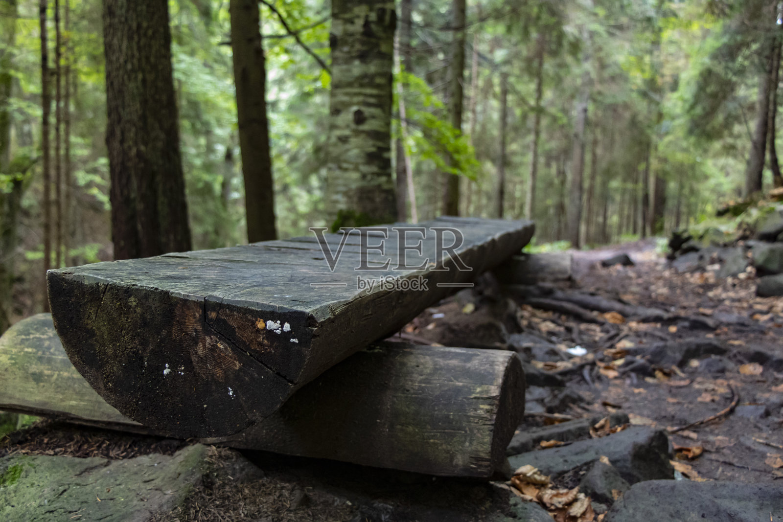 夏天绿森林里的木凳照片摄影图片