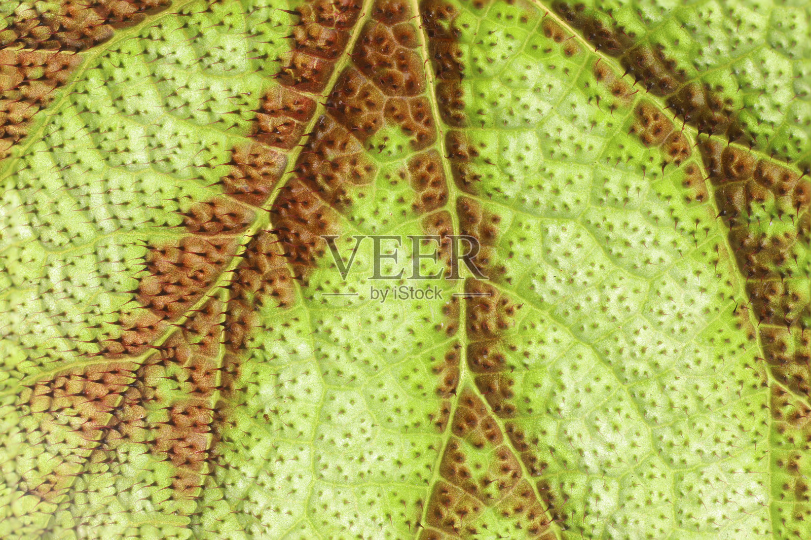 绿叶的全帧镜头。树叶的纹理和图案。秋海棠的叶子有毛。照片摄影图片