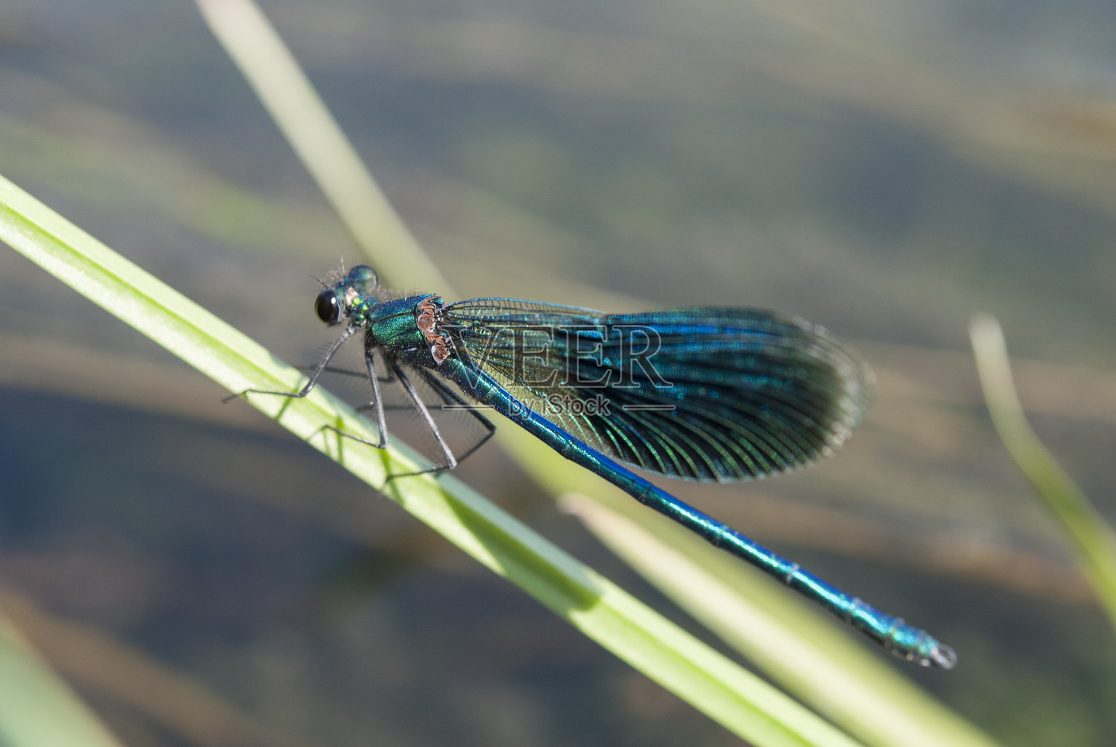 带状凤仙花(Calopteryx splendens)照片摄影图片