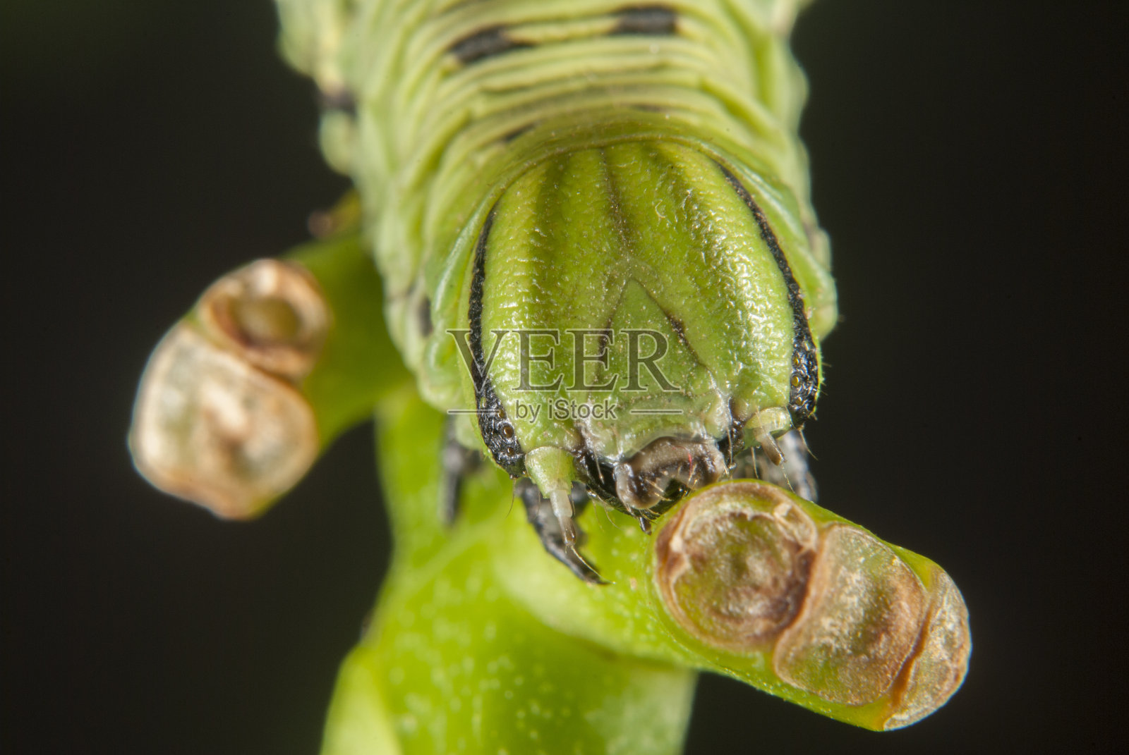 番茄角虫(五斑天蛾)照片摄影图片