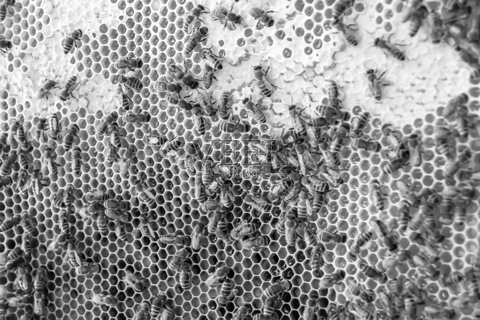 蜂窝照片摄影图片