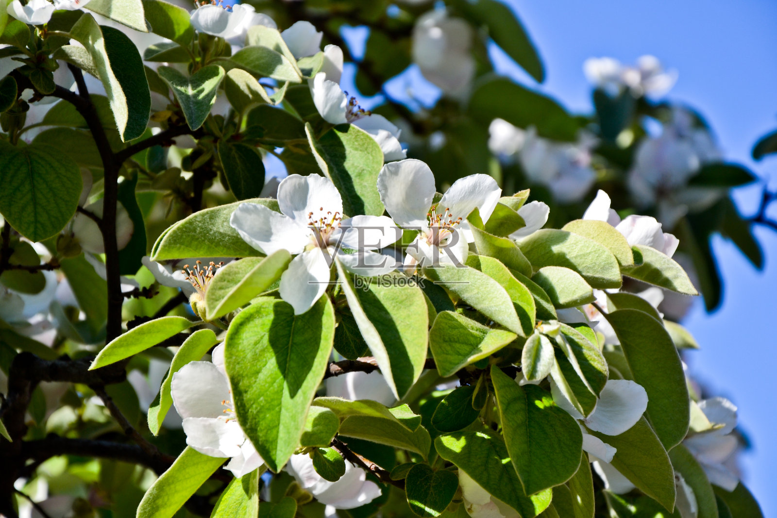 榅桲花梅花春树花照片摄影图片